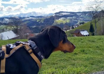 Galerie. Imagini cu impact emoțional. Povestea Toniei, copoiul ardelenesc schingiuit în România care acum trăiește o altă viață în Elveția