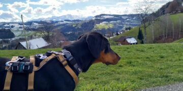 Galerie. Imagini cu impact emoțional. Povestea Toniei, copoiul ardelenesc schingiuit în România care acum trăiește o altă viață în Elveția