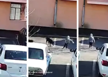 Copil de 10 ani, sfâșiat de câini chiar în curtea blocului