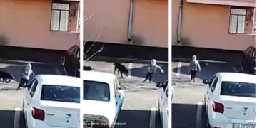 Copil de 10 ani, sfâșiat de câini chiar în curtea blocului