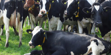 Ajutor de stat pentru crescătorii de bovine: pierderile din anul trecut vor fi compensate parţial din bugetul central