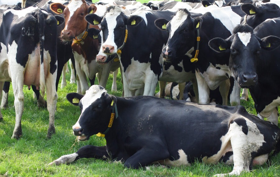 Ajutor de stat pentru crescătorii de bovine: pierderile din anul trecut vor fi compensate parţial din bugetul central