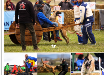 Tales of Tails sursa foto