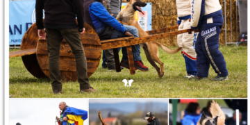 Tales of Tails sursa foto