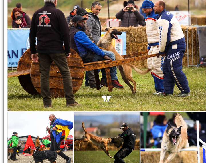 Tales of Tails sursa foto