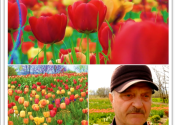 Raiul fostului preot Iosif Mateuț de la Ciocaia. Zeci de mii de lalele, simbolul vieții fericite, al armoniei, cultivate din pasiune de 44 de ani