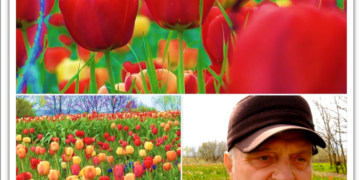 Raiul fostului preot Iosif Mateuț de la Ciocaia. Zeci de mii de lalele, simbolul vieții fericite, al armoniei, cultivate din pasiune de 44 de ani