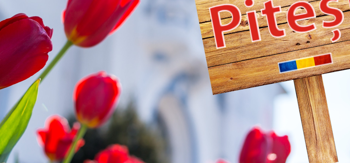 Vedetele Simfoniei lalelelor de la Pitești, florile cumpărate din Oradea