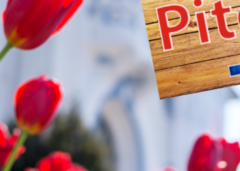 Vedetele Simfoniei lalelelor de la Pitești, florile cumpărate din Oradea