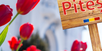 Vedetele Simfoniei lalelelor de la Pitești, florile cumpărate din Oradea