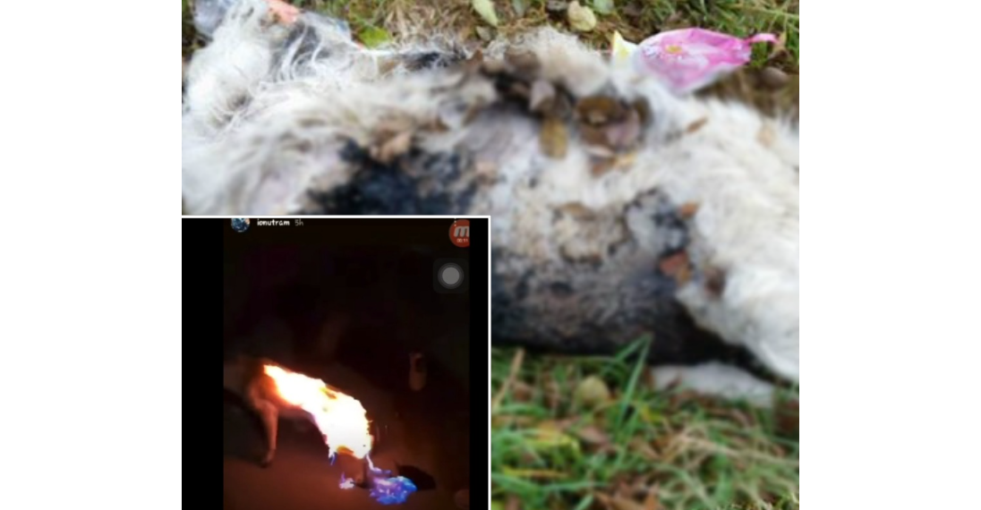 Un caz de o cruzime ieşită din comun: a prins un câine în laț și i-a zdrobit capul. Bărbatul incendiase un alt câine în urmă cu puțin timp
