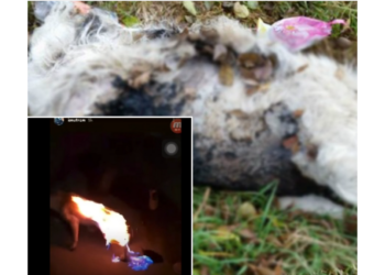 Un caz de o cruzime ieşită din comun: a prins un câine în laț și i-a zdrobit capul. Bărbatul incendiase un alt câine în urmă cu puțin timp