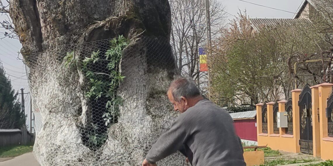 Deține cel mai vechi pom fructifer din lume