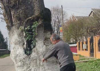 Deține cel mai vechi pom fructifer din lume