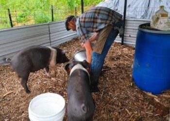 Legea porcului: poți să crești câți porci vrei, dar nu îi poți reproduce decât artificial