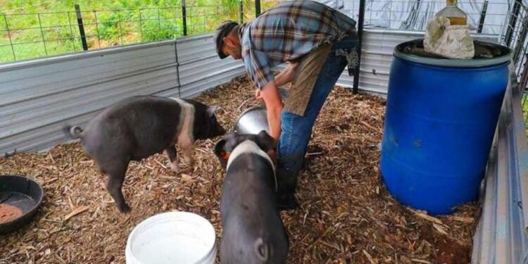 Legea porcului: poți să crești câți porci vrei, dar nu îi poți reproduce decât artificial