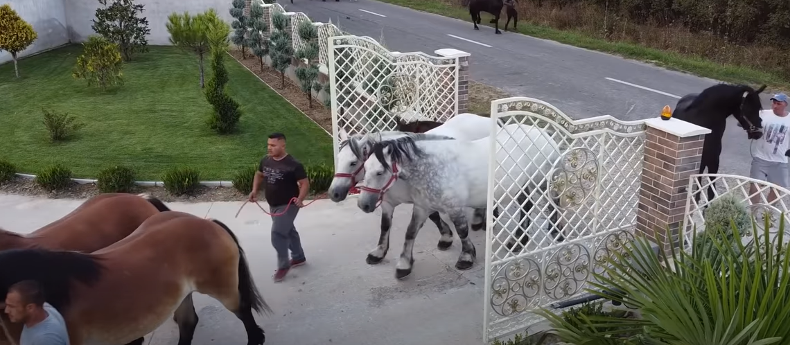 GALERIE. VIDEO. Ionuț Hendre, crescătorul de cai de la Săcădat, vine cu 30 de exemplare la Târgul Expozițional de la Oșorhei