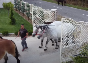 GALERIE. VIDEO. Ionuț Hendre, crescătorul de cai de la Săcădat, vine cu 30 de exemplare la Târgul Expozițional de la Oșorhei