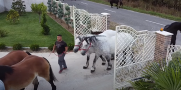 GALERIE. VIDEO. Ionuț Hendre, crescătorul de cai de la Săcădat, vine cu 30 de exemplare la Târgul Expozițional de la Oșorhei