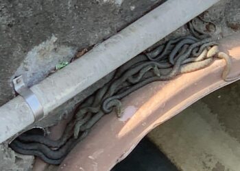 Invazie de șerpi în centrul Beiușului