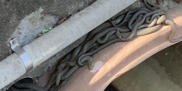 Invazie de șerpi în centrul Beiușului