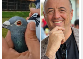 Victorie uluitoare a columbofiliei românești. Porumbelul familiei Tunduc, câștigător din 2316 porumbei la Viezon Internațional