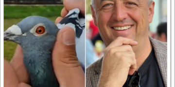 Victorie uluitoare a columbofiliei românești. Porumbelul familiei Tunduc, câștigător din 2316 porumbei la Viezon Internațional