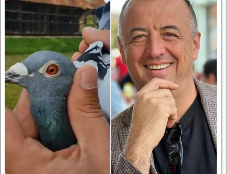 Victorie uluitoare a columbofiliei românești. Porumbelul familiei Tunduc, câștigător din 2316 porumbei la Viezon Internațional