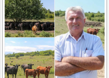 Slovacul care a investit la Tria într-o fermă cu peste 160 de vaci Angus. Gata să adopte un sistem de valorificare a cărnii foarte popular în Cehia