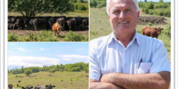 Slovacul care a investit la Tria într-o fermă cu peste 160 de vaci Angus. Gata să adopte un sistem de valorificare a cărnii foarte popular în Cehia