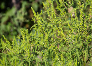 Amenzi până la 5.000 lei, la persoanele fizice, și până la 20.000 lei, la persoanele juridice, dacă nu combat ambrozia