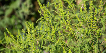 Amenzi până la 5.000 lei, la persoanele fizice, și până la 20.000 lei, la persoanele juridice, dacă nu combat ambrozia