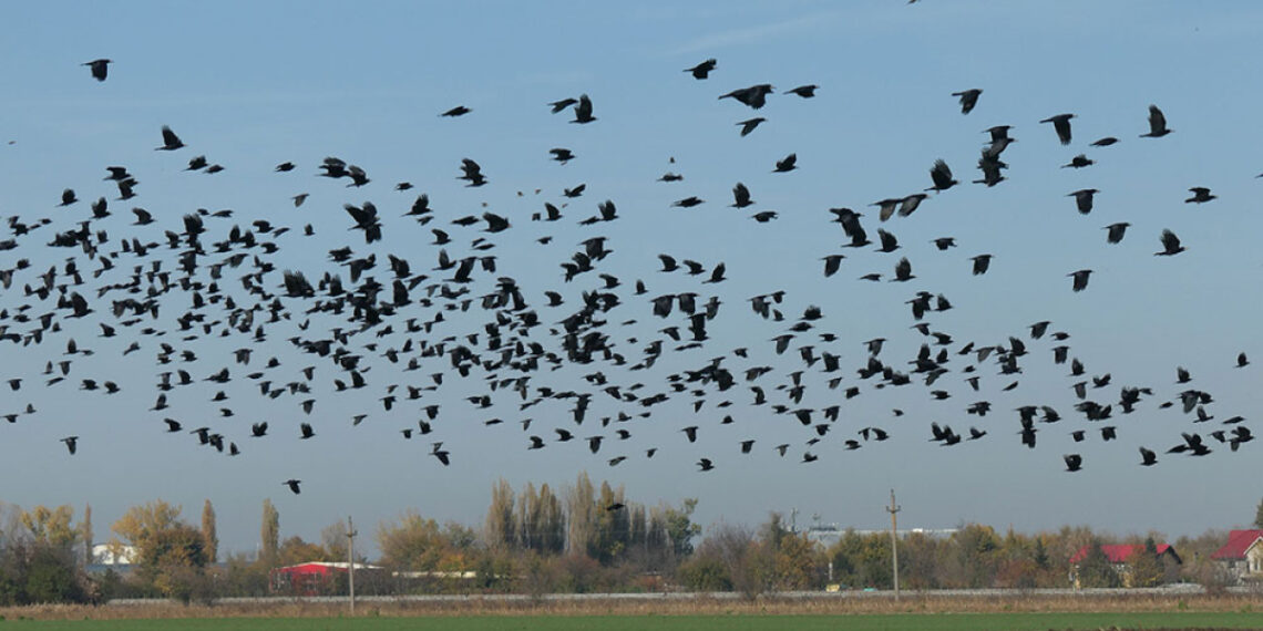 După cormorani și ciorile vor putea fi vânate tot anul. Aceasta după ce cel mai mare producător de crap Pro Acva Cefa anunța că se închide din cauza cormoranilor