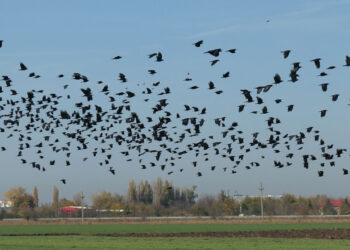 După cormorani și ciorile vor putea fi vânate tot anul. Aceasta după ce cel mai mare producător de crap Pro Acva Cefa anunța că se închide din cauza cormoranilor