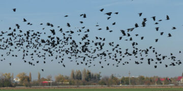 După cormorani și ciorile vor putea fi vânate tot anul. Aceasta după ce cel mai mare producător de crap Pro Acva Cefa anunța că se închide din cauza cormoranilor