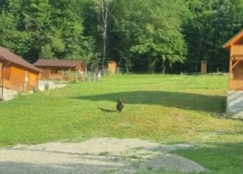 Urs în zona unei cabane din Vârciorog.