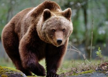 Ordin să fie împușcați 500 de urși.Noi cote de prevenire și intervenție