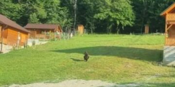 Urs în zona unei cabane din Vârciorog.