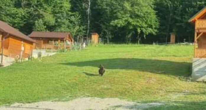 Urs în zona unei cabane din Vârciorog.
