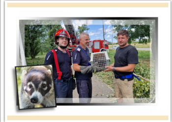 Un coati, capturat dintr-un plop, după ce a fugit de la Zoo Oradea