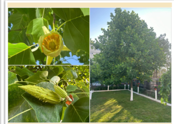 Orașul din Bihor unde lalelele cresc în copac. A înforit, prima dată, în curtea bisericii. Care e povestea copacului