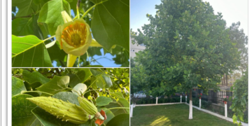 Orașul din Bihor unde lalelele cresc în copac. A înforit, prima dată, în curtea bisericii. Care e povestea copacului