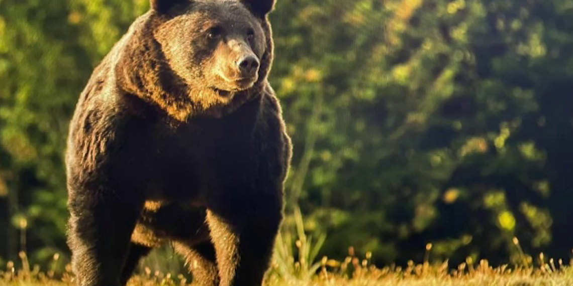 Urs, judecat după ce a ucis un tânăr de 26 de ani care făcea jogging