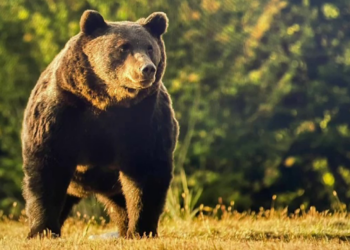 Urs, judecat după ce a ucis un tânăr de 26 de ani care făcea jogging