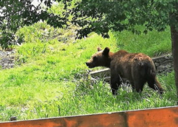 Urs la Felcheriu. Mesaj Ro-Alert azi- noapte