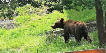 Urs la Felcheriu. Mesaj Ro-Alert azi- noapte