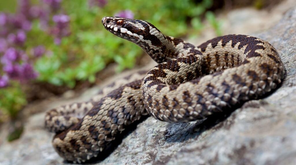 Urgențele din Beiuș au ser antiviperin