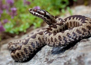 Urgențele din Beiuș au ser antiviperin