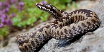 Urgențele din Beiuș au ser antiviperin