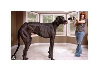 Agent imobiliar arestat după ce a vândut o casă unui câine